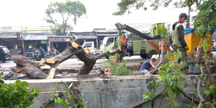 Pohon Besar Bikin Ngeri Saat Musim Hujan, Warga Tangerang Bisa Minta Pangkas Gratis!
